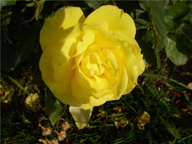 ružica